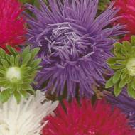 Астра смесь гольчаста за 0,3