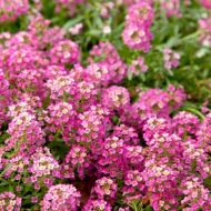 Алиссум Розовый за 0,1 г