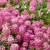 Алиссум Розовый за 0,1 г