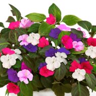 Бальзамін низькорослий за 0,3 г