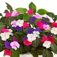 Бальзамін низькорослий за 0,3 г