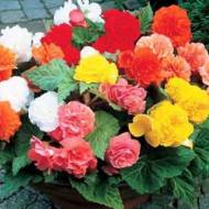 Бегония крупноцветковый Смесь цветов F1 за 10 сем.