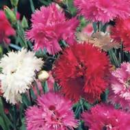 Гвоздика Перистая смесь за 0,2 г