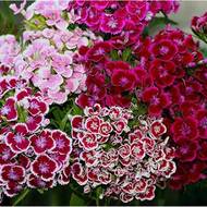 Гвоздика турецкая (смесь) за 0,2 г