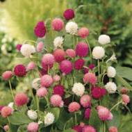 Гомфрена за 0,1 г