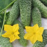 Огурец Семко F1 за 0,5 г