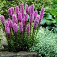 Лиатрис колосковый за 0,2 г