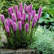 Лиатрис колосковый за 0,2 г