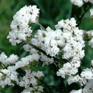 Кермек белый за 0,05 г