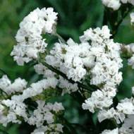 Кермек белый за 0,05 г