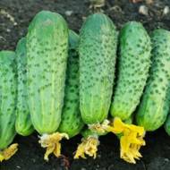 Огірок Вересень