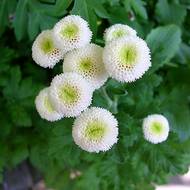 Матрикарія Сантана Вайт за 0,15 г