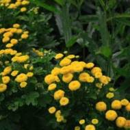 Матрикарія Голден Бол за 0,15 г