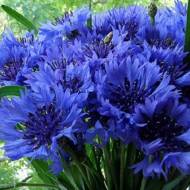 Василек Синий шар махровый за 0,3 г