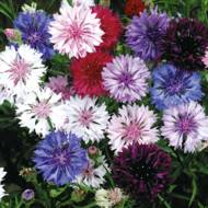 Василек смесь за 0,2 г