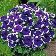 Петунія низькоросла Пікоті синя F1 за 10 нас.