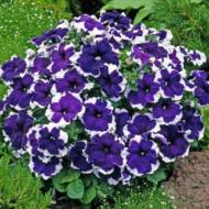 Петуния низкорослая Пикоти синяя F1 за 10 сем.