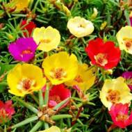 Портулак за 0,1 г