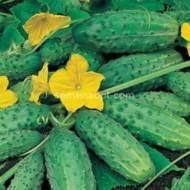 Огурец Хелла (Польша) F1 за 0,5 г