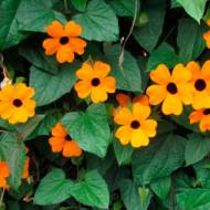 Тунбергия крылатая оранжевая за 0,2 г