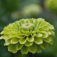 Цинния Зависть за 0,3 г