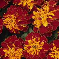 Чорнобривці Болеро за 0,5 г