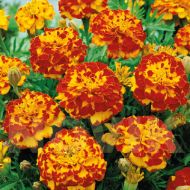 Бархатцы Болеро за 0,5 г