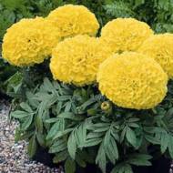 Бархатцы прямостоячие Лимон Принц за 0,5 г