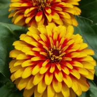 Цинния Свизл Скарлет Еллоу за 5 сем.