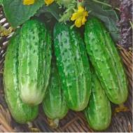 Огірок Сремський F1 за 0,5 г