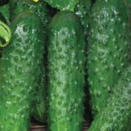 Огурец Сремский F1 за 10 сем.