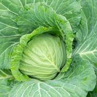 Капуста Белоснежка за 0,5 г