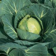 Капуста Катюша F1 за 0,5 г