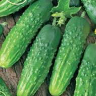 Огурец Лорд F1 за 0,25 г