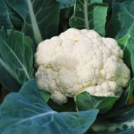 Цветная капуста Мовир-74 за 0,3 г