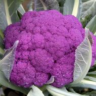 Капуста Сіцилійська фіолетова за 0,1 г