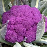 Капуста Сіцилійська фіолетова за 0,1 г