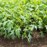 Капуста японская Русалочка за 0,1 г