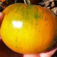 Томат Зебра желтая за 0,1 г