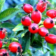 Саджанець Шипшина безколючкова Кан в контейнері