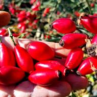 Саджанець Шипшина безколючкова Кан в контейнері