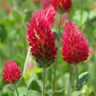 Сидерат Клевер красный за 0,5 кг