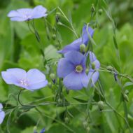 Сидерат Лен за 0,5 кг