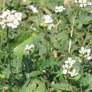 Сидера Редька масличная за 0,5 кг