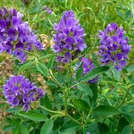 Сидерат Люцерна за 0,5 кг