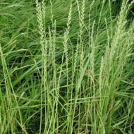 Сидерат Райграс за 0,5 кг