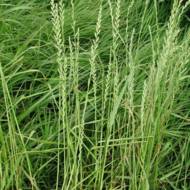 Сидерат Райграс за 0,5 кг