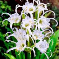 Гіменокаліс Harrisiana