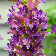 Тубероза (Поліантес) Cinderella