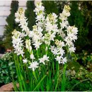 Тубероза (Поліантес) The Pearl (10/12)